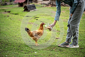 girl feeding chicken with grain from a plastic cup on farm