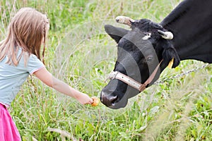 Girl feeding cow