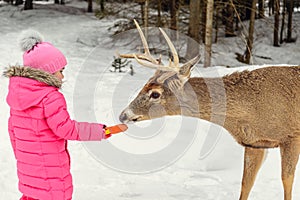 Girl feeding deer in the Omega Park of Quebec