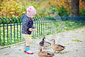 Girl feeding ducks