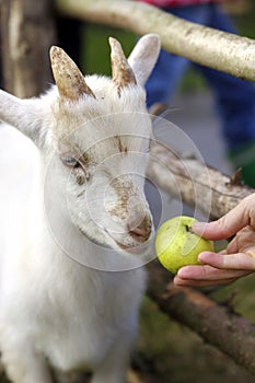 Girl feeding goat