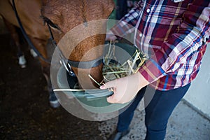 Girl feeding the horse in the stable