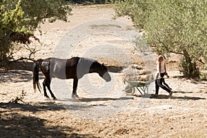 Girl feeding horses