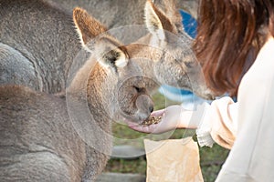Girl feeding kangaroos