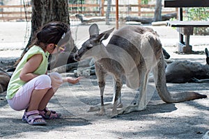 Krmení klokany na zoologická zahrada v 