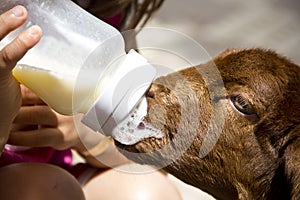 feeding rejected baby lamb