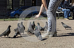 Girl feeding of the pigeons, birds