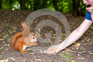 Girl feeding red squirrel.