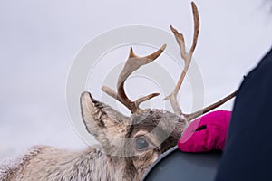 Girl feeding reindeer in the winter