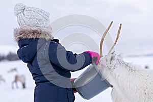 Girl feeding reindeer in the winter