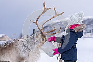 Girl feeding reindeer in the winter