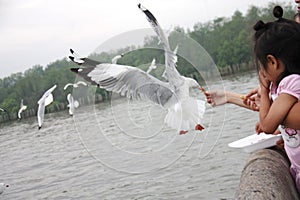 A girl feeding seagull at Bangpu, Thailand 27 Dec 20014 No model