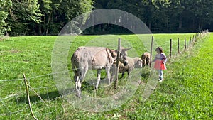 Girl feeding sheep and donkey on grass field