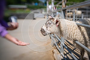 Girl feeding sheep on a farm