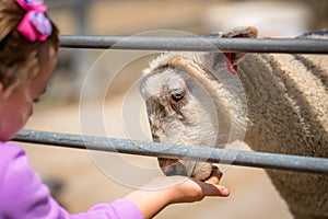 Girl feeding sheep on a farm