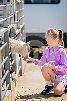 Girl feeding sheep on a farm