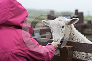 Girl feeding sheep on a farm