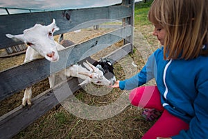 Girl feeding sheep at the farm, child caring for pets