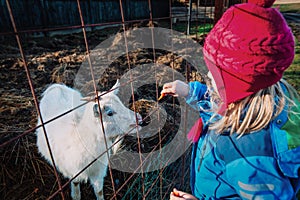Girl feeding sheep at the farm, child caring for pets