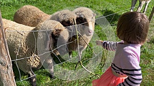 Girl feeding sheep on grass field