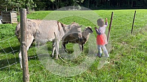 Girl feeding sheep next to donkey on grass field