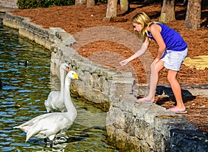 Girl Feeding Swans