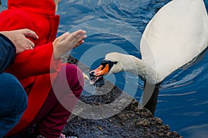 Kid feeding white swan from hand in city park, swan on water.feed a birds in park,shore of a lake. swans swimming in a