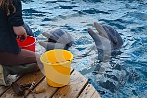 Girl feeding wild dolphins on the sea coast.