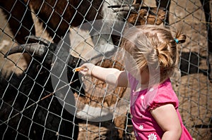 Girl feeding zoo animals