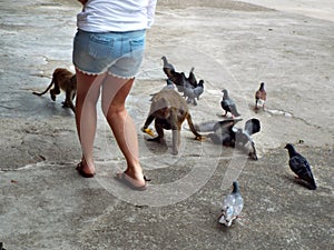 A girl feeds birds and monkeys. Thailand