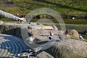 Girl feeds birds in sunny weather. Beautiful young woman feeding birds in the park at sunny fall day