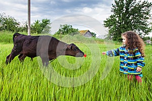 Girl feeds the calf by grass
