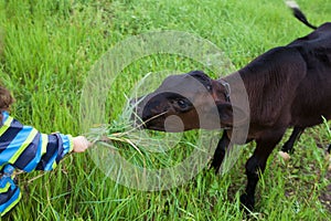 Girl feeds the calf grass