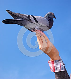 Girl feeds the dove.