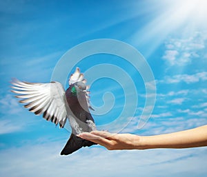 Girl feeds the dove