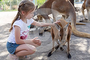 Girl feeds a kangaroo at the Australian Zoo Gan Guru in Kibbutz Nir David, in Israel