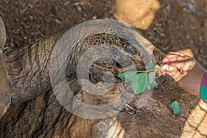 The girl feeds a large elephant tortoise