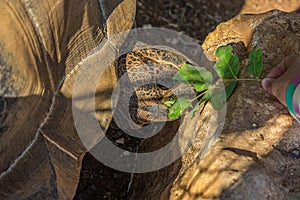Girl feeds a large elephant tortoise Chelonoidis elephantopus with a branch with leaves