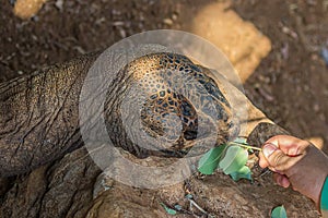 The girl feeds a large elephant tortoise Chelonoidis elephantopus with a branch with leaves. It is also known as Galapagos