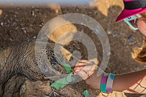 The girl feeds a large elephant tortoise Chelonoidis elephantopus with a branch with leaves. It is also known as Galapagos