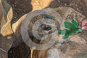 The girl feeds a large elephant tortoise Chelonoidis elephantopus with a branch with leaves. It is also known as Galapagos