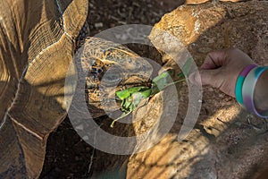 Girl feeds a large elephant tortoise Chelonoidis elephantopus with a branch with leaves. With lifespans in the wild of over 100