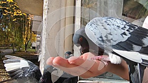 Girl feeds a pigeon that sits on her hand on a sunny autumn day