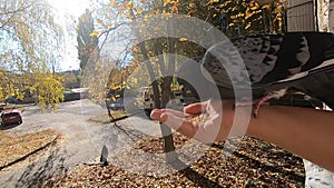 Girl feeds a pigeon that sits on her hand on a sunny autumn day