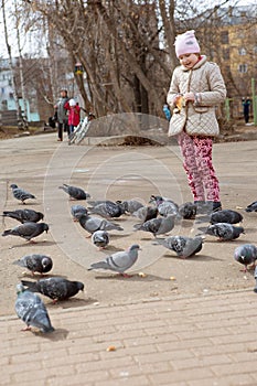 The girl feeds pigeons with bread on the street