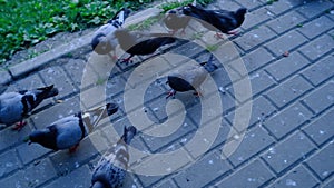 Girl feeds pigeons in the evening in a park by the pond