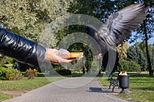 A girl feeds pigeons from her hands