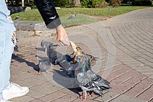 A girl feeds pigeons from her hands