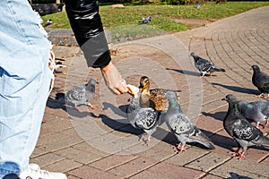 A girl feeds pigeons from her hands