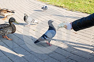 A girl feeds pigeons from her hands